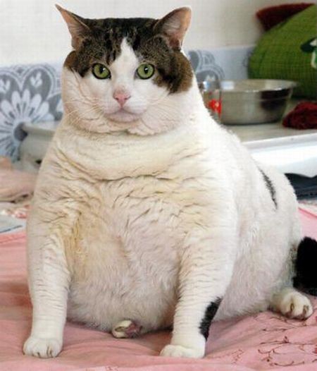 chat-obese
