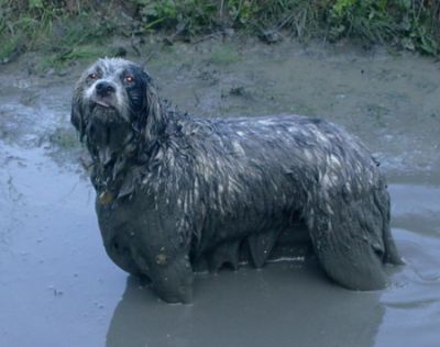 Résultat de recherche d'images pour "chien dans la boue"