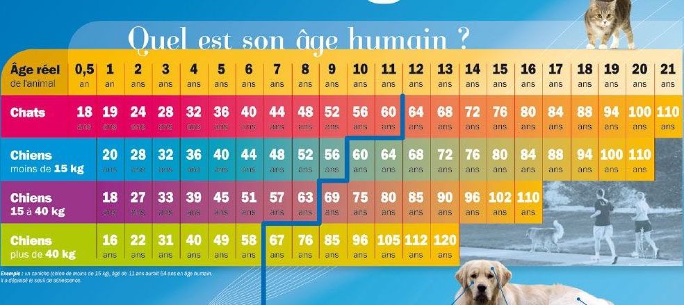 Quel âge « humain a mon chien / mon chat? | «Vet and the City