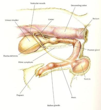 Anatomie génitale "normale". Copyright : Hill's atlas